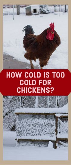 a chicken standing on top of a snow covered ground next to a red sign that says, how cold is too cold for chickens?