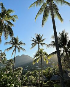 palm trees in the foreground and mountains in the background, with houses on either side