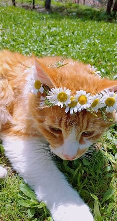 an orange and white cat laying in the grass with daisies on it's head