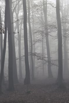 foggy forest with trees and leaves on the ground