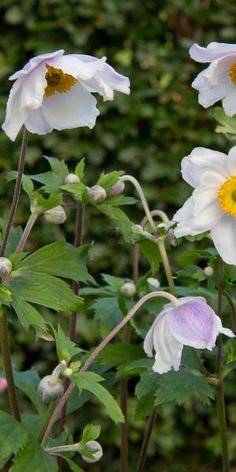 three white flowers with yellow center surrounded by green leaves and shrubbery in the background