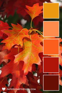 Photograph of fall leaves with a coordinating color palette showing shades of red, orange and yellow. Coral Color Palette, Palettes Color, Fall Color Schemes, Orange Color Palettes, Theme Tattoo, Living Coral