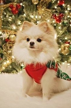 a small white dog sitting in front of a christmas tree