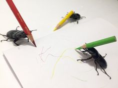 two bugs with pencils on top of them