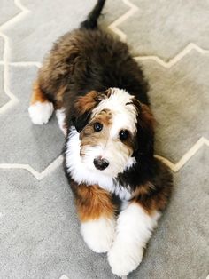 a small brown and white dog laying on top of a gray floor next to a rug