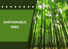 an image of a bamboo forest with the words,'sustainable tree '