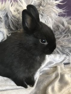 a black rabbit sitting on top of a white blanket