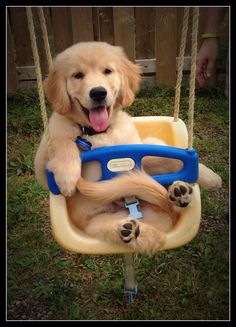 a golden retriever puppy sitting in a swing