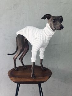 a small dog wearing a white sweater on top of a stool