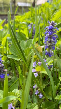 blue flowers and green leaves in the grass