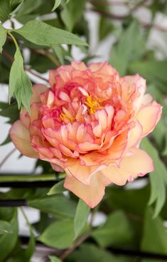 an orange and pink flower with green leaves