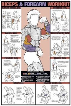 an exercise poster showing how to do the biceps and forearm workout