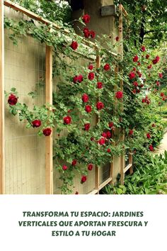 red roses growing on the side of a building with green leaves and vines around it