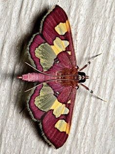 a close up of a moth on a white surface