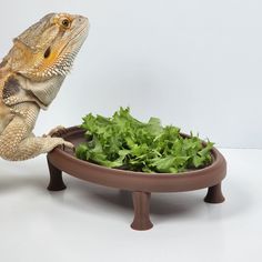 a lizard is standing on its hind legs next to a bowl of lettuce