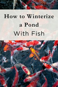 a pond filled with lots of koi carps and the words how to winterize a pond with fish