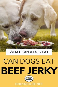 two dogs eating food out of a plate on the grass with text overlay that reads, what can a dog eat? can dogs eat beef jenny