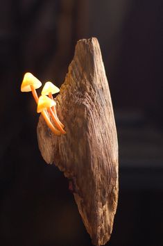 two small mushrooms sitting on top of a piece of wood