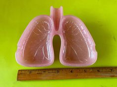 a plastic model of the lungs is next to a ruler on a green surface with a yellow background