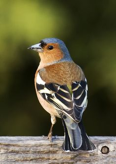 a colorful bird sitting on top of a wooden fence post with trees in the background