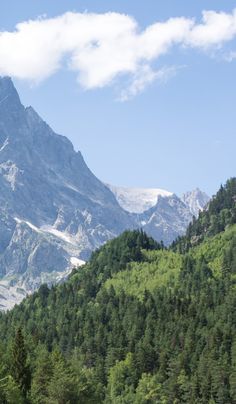 the mountains are covered in snow and green trees, with some cows grazing on the grass