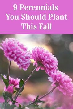 pink flowers with the words 9 perennials you should plant this fall in front of them