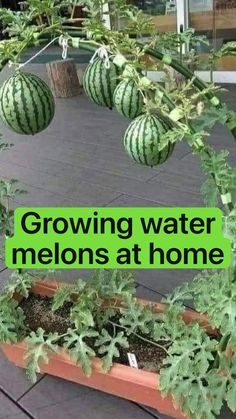 some watermelons are growing in a planter on the ground with text overlay that reads growing water melons at home