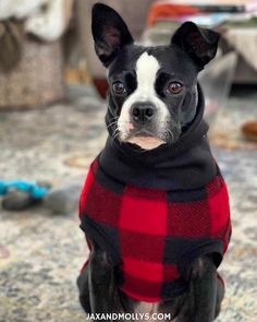 a black and white dog wearing a red and black checkered sweater sitting on the floor