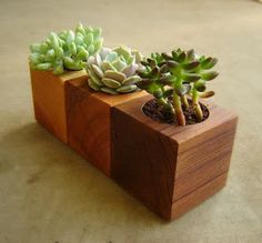 three small succulents are sitting in wooden boxes on the floor, one is green and the other is brown