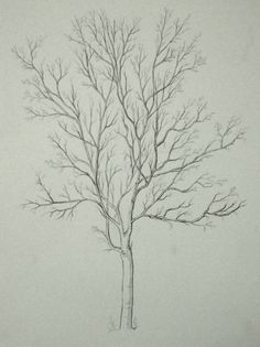 a pencil drawing of a tree with no leaves