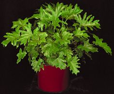 a green plant in a red pot on a black background