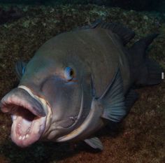 a large fish with its mouth open on the ground