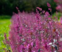 purple flowers in the middle of a field