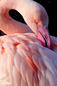 a pink flamingo with its head turned to the side