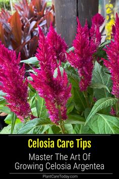 purple flowers with text that reads, celosia care tips master the art of growing celosia argentina