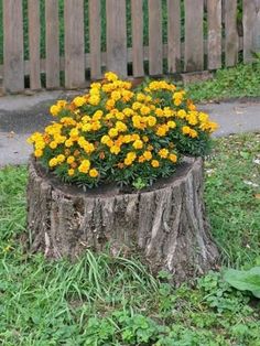 a tree stump with yellow flowers growing out of it