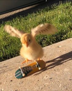 a small yellow bird standing on top of a skateboard in front of some grass