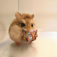 a hamster is holding a magazine in its mouth