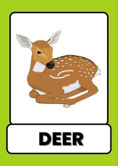 animals flash card, animals flash cards, farm animals flash card, animals flash cards pdf, wild animals flashcards, zoo animal flashcards, animals flashcards pdf, animals flashcards printable, animals flashcards free printable, flashcards of animals, flash cards or flashcards Kids Learning Alphabet, Learning Alphabet