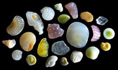 many different types of sea shells on a black background