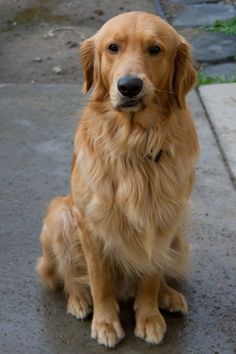 a brown dog sitting on top of a sidewalk