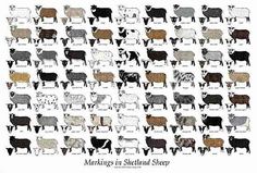 an image of many different types of sheep