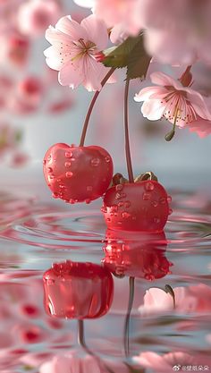 two cherries floating on water with pink flowers in the background