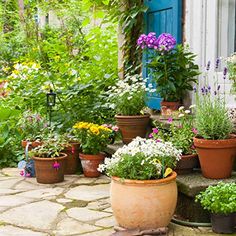 many potted plants and flowers in front of a blue door on a stone patio