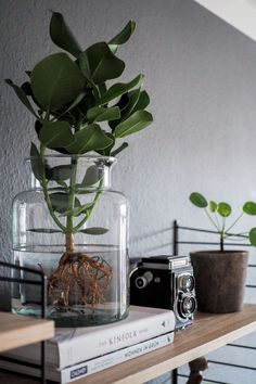 a plant in a glass vase sitting on top of a book next to a camera