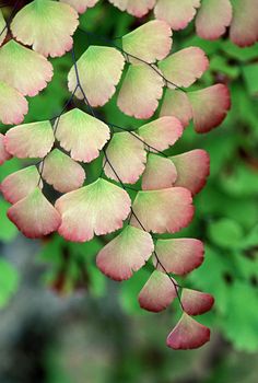 pink and green leaves hanging from a tree