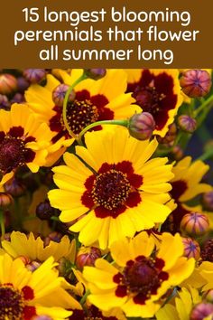 yellow flowers with text that reads, 15 longest blooming perennials that flower all summer