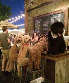 three poodles sitting on stools at a bar with people in the background