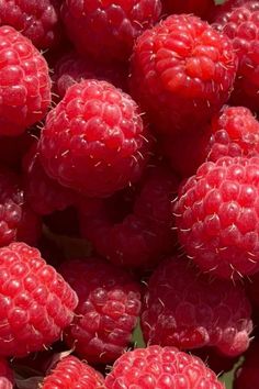 raspberries are shown close up in this image