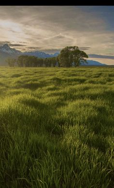 an open field with trees and mountains in the background